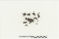 藏品(叢苔科)的圖片